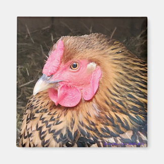 Hühnermagnet #2 Golden Laced Wyandotte Magnet