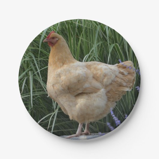 Hühnerpapier Pappteller (Vorderseite)