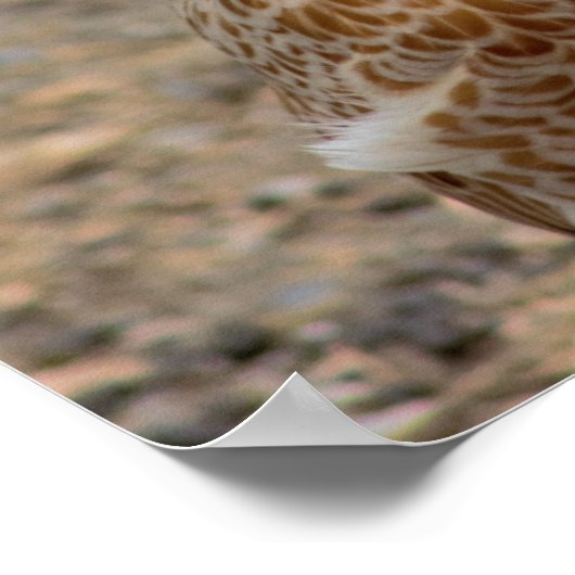 Hühnerplakat Poster (Ecke)