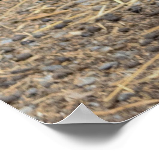 Hühnerplakat Poster (Ecke)