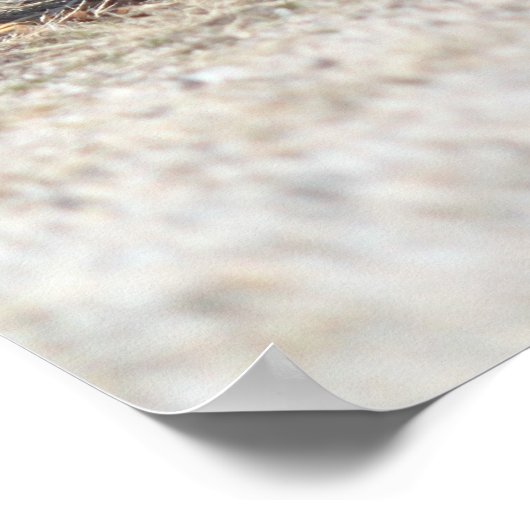 Hühnerplakat Poster (Ecke)