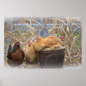 Hühnerposter Poster (Vorne)