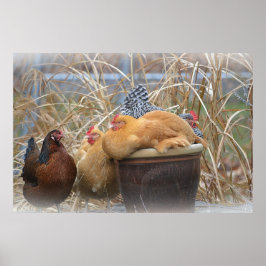 Hühnerposter Poster