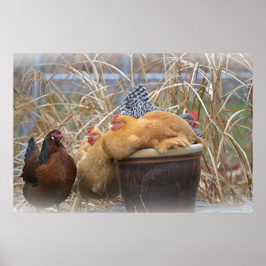 Hühnerposter Poster (Vorne)