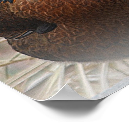 Hühnerposter Poster (Ecke)