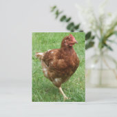 Hühnerpostkarte Postkarte (Stehend Vorderseite)