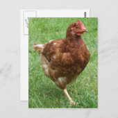 Hühnerpostkarte Postkarte (Vorne/Hinten)