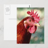 Hühnerpostkarte Postkarte (Vorne/Hinten)