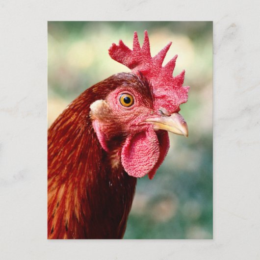 Hühnerpostkarte Postkarte (Vorderseite)