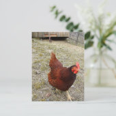 Hühnerpostkarten Postkarte (Stehend Vorderseite)