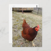 Hühnerpostkarten Postkarte (Vorne/Hinten)