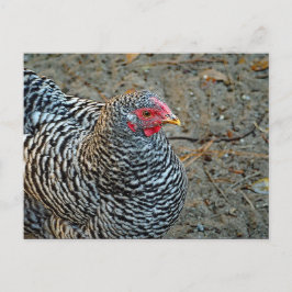 Hühnerschwarz-Weiß-Hen-Foto Postkarte