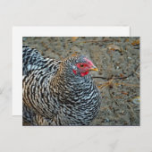 Hühnerschwarz-Weiß-Hen-Foto Postkarte (Vorne/Hinten)