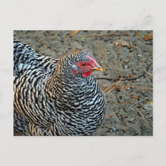 Hühnerschwarz-Weiß-Hen-Foto Postkarte (Vorderseite)