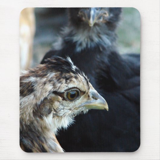 Hühnerstall gemischte Küken Mousepad (Vorne)