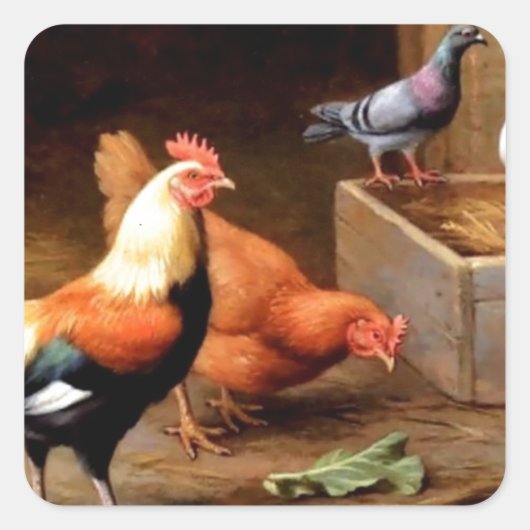 Hühnertauben Quadratischer Aufkleber (Vorderseite)