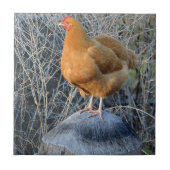 Hühnerzange Fliese (Vorderseite)