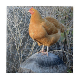 Hühnerzange Fliese
