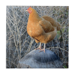 Hühnerzange Fliese