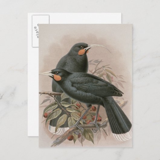 Huia Postkarte (Vorne/Hinten)