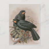 Huia Postkarte (Vorderseite)