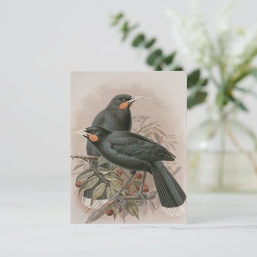 Huia Postkarte (Stehend Vorderseite)