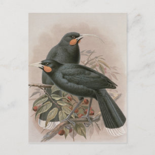 Huia Postkarte
