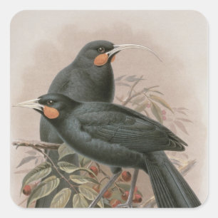 Huia Quadratischer Aufkleber