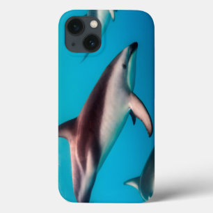Hülse der düsteren Delphine weg von Kaikoura iPhone 13 Hülle