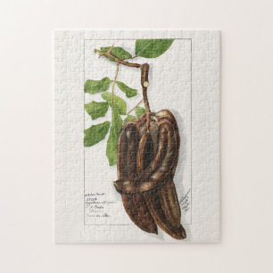 Hülsenfrucht (Ceratonia Siliqua L.) Fruchtmalerei Puzzle