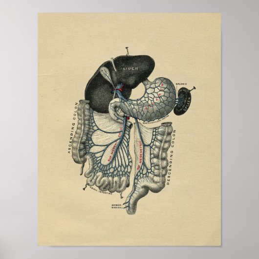 Human Abdominal Anatomy 1902 Vintage Print Poster (Vorne)