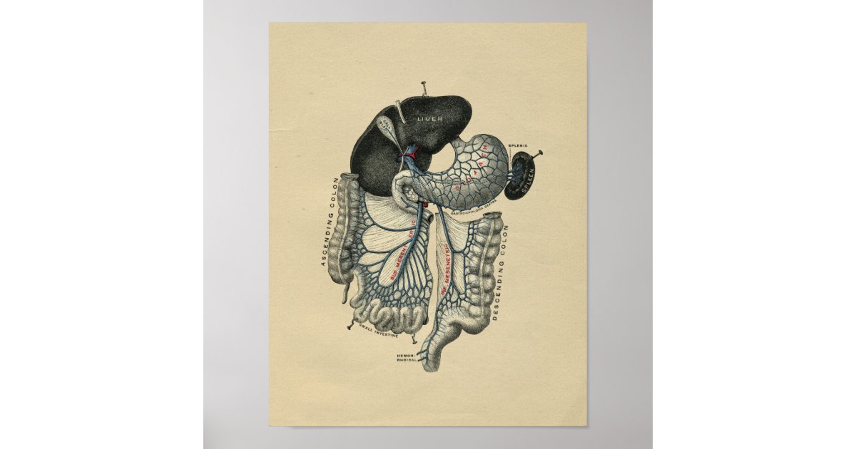 Human Abdominal Anatomy 1902 Vintage Print Poster | Zazzle.de