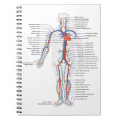 Human Anatomy & Circulation Customized Notebook Notizblock (Vorderseite)