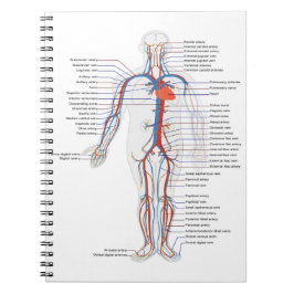 Human Anatomy &  Circulation Customized Notebook Notizblock