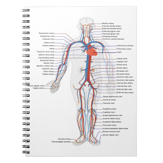 Human Anatomy & Circulation Customized Notebook Notizblock (Vorderseite)