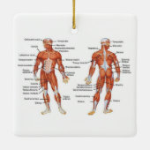 Human Anatomy Muscle Diagramm Keramikornament (Rückseite)
