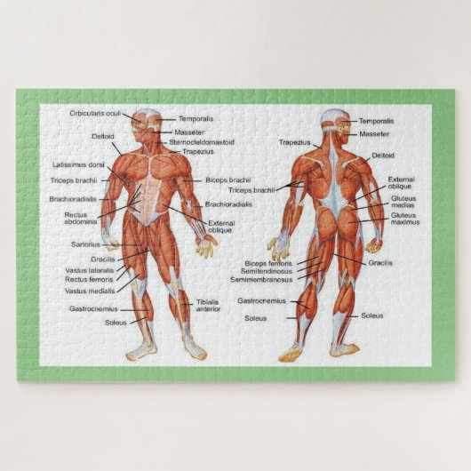 Human Anatomy  Puzzle (Horizontal)