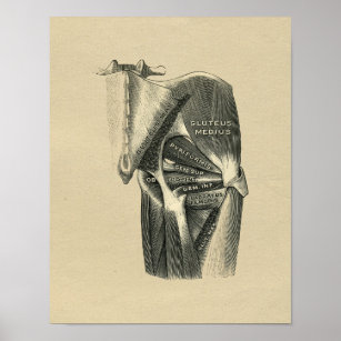 Human Angesagt Anatomy 1902 Vintag Print Poster