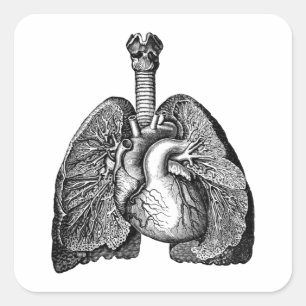 Human Biology Anatomy Heart Lungs Science Art Quadratischer Aufkleber