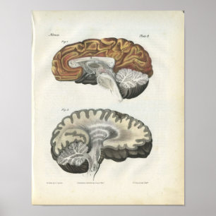 Human Brain Anatomy Print Poster