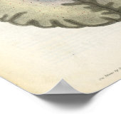 Human Brain Anatomy Print Poster (Ecke)