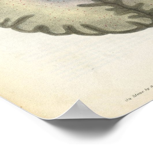 Human Brain Anatomy Print Poster (Ecke)