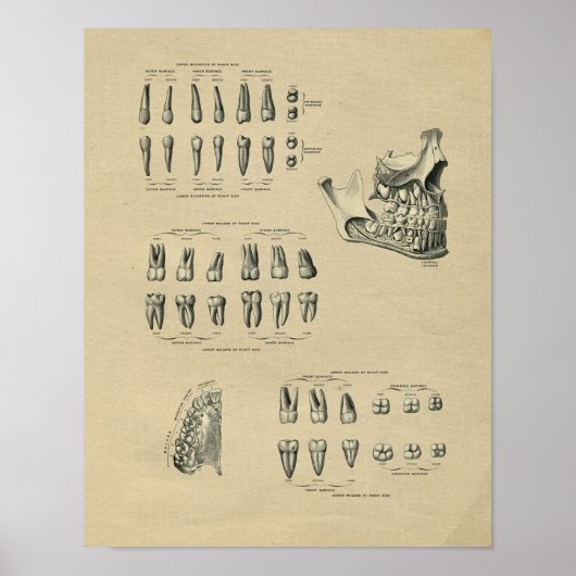 Human Dental Anatomy 1902 Vintag Print Poster (Vorne)
