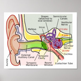 Human Ear Cochlear Frequency Mapping Diagram  Post Poster