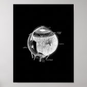 Human Eye Anatomy in Black and White print. Poster (Vorne)