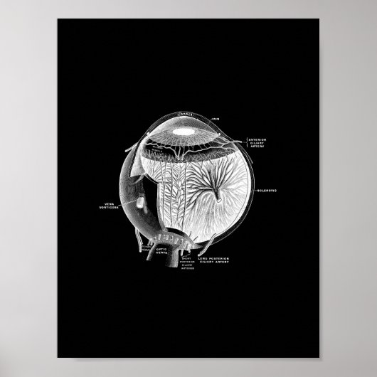Human Eye Anatomy in Black and White print. Poster (Vorne)
