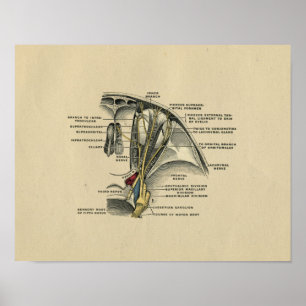 Human Eye Nerves Anatomy 1902 Vintage Print Poster
