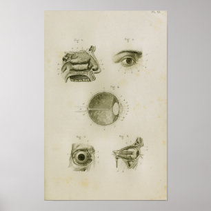 Human Eye Vision Vintage Anatomy Print Poster