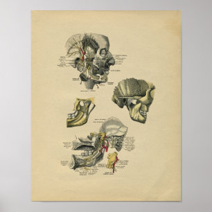 Human Face TMJ Anatomy 1902 Vintag Print Poster