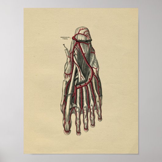 Human Foot Anatomy 1902 Vintag Print Poster (Vorne)